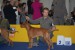 World dog Show Bratislava Glen res.CAC