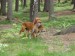 Přinášení vlečené lišky v lese